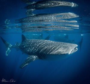 Busy place and flat calm by Steven Miller 